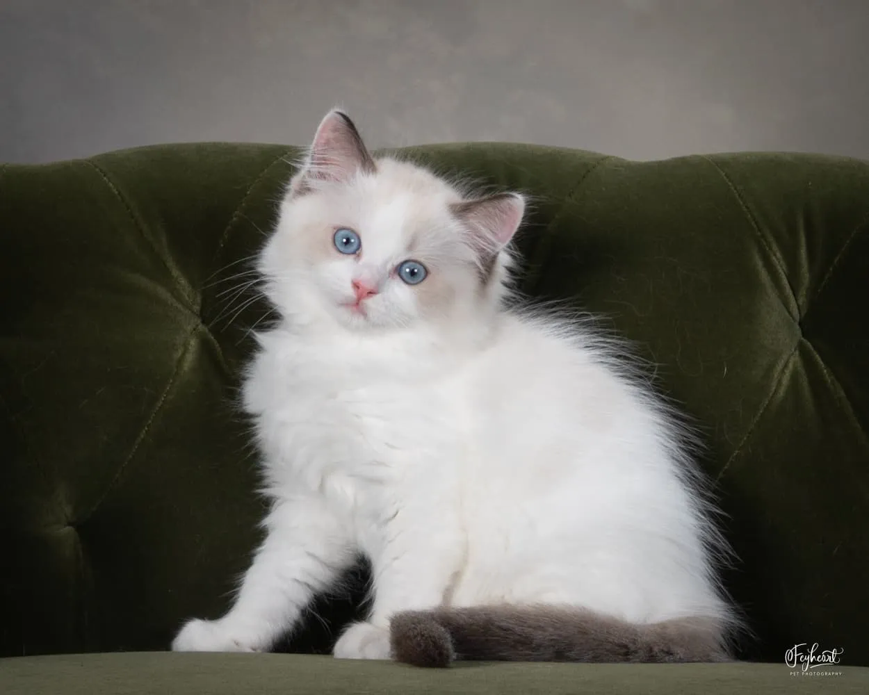 Sokka, a Ragdoll kitten at Kitten Around Ragdolls