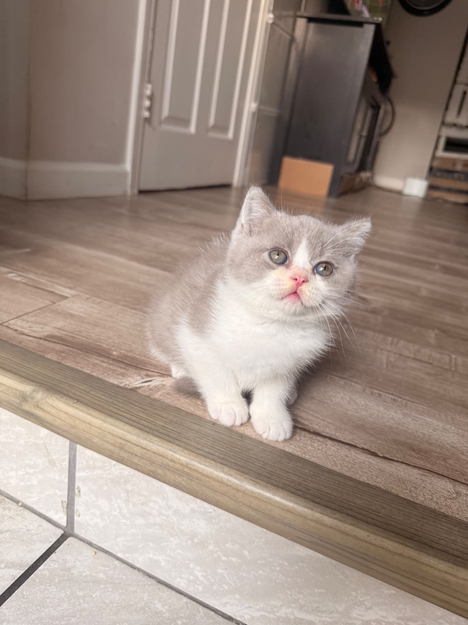 Cappuccino, a British Shorthair kitten at Sbrownell