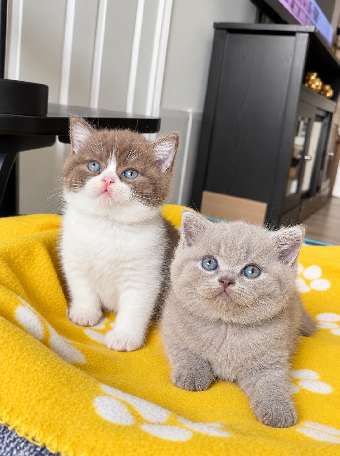 Sbrownell, a verified home cattery