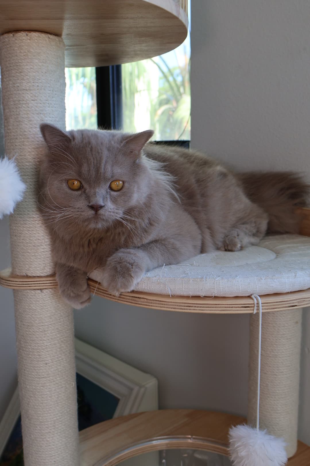 Orion, Sire at Folded Heirs