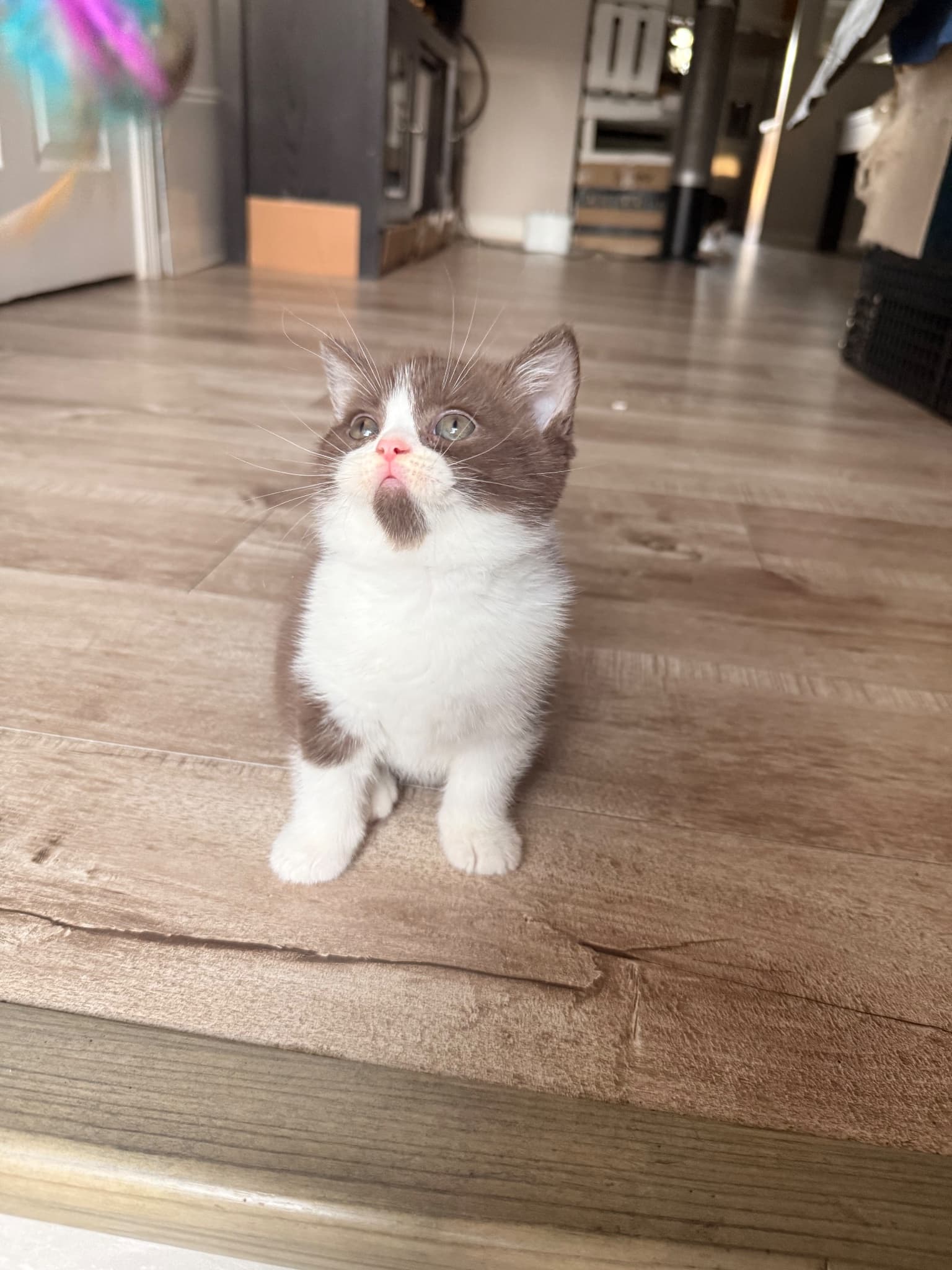 Espresso, a British Shorthair kitten at Sbrownell