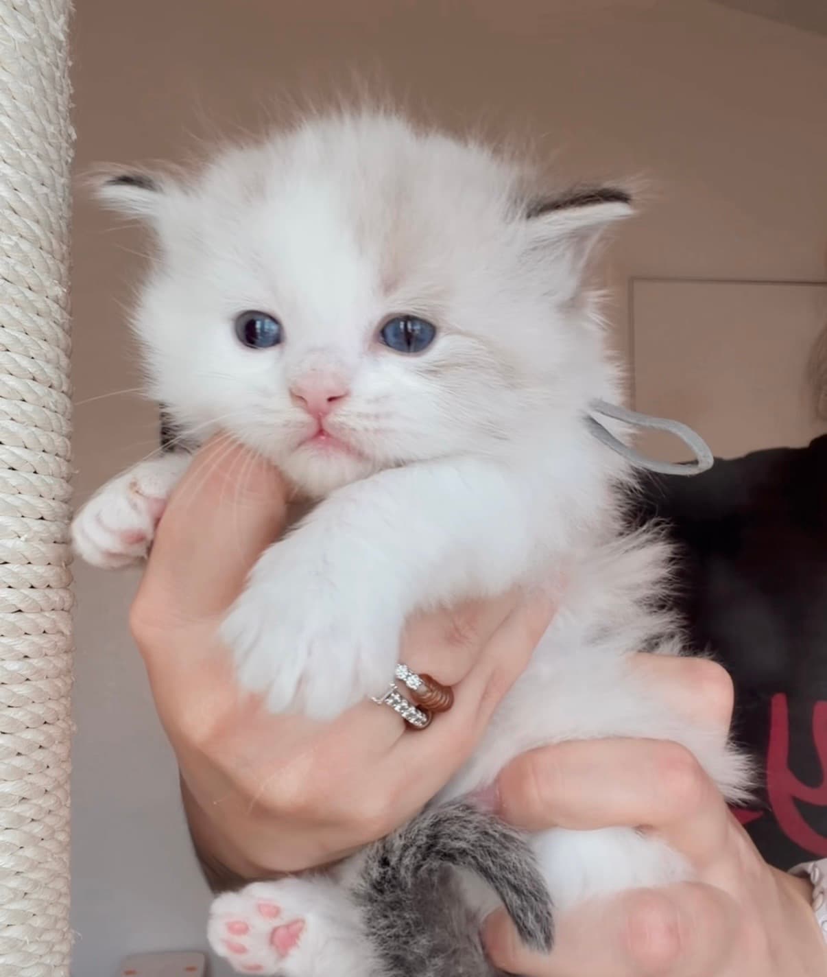 Axel, a Ragdoll kitten at Ohana Ragdolls