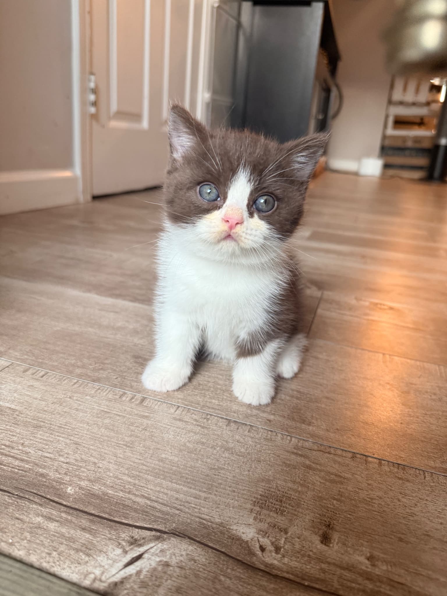 Lungo, a British Shorthair kitten at Sbrownell
