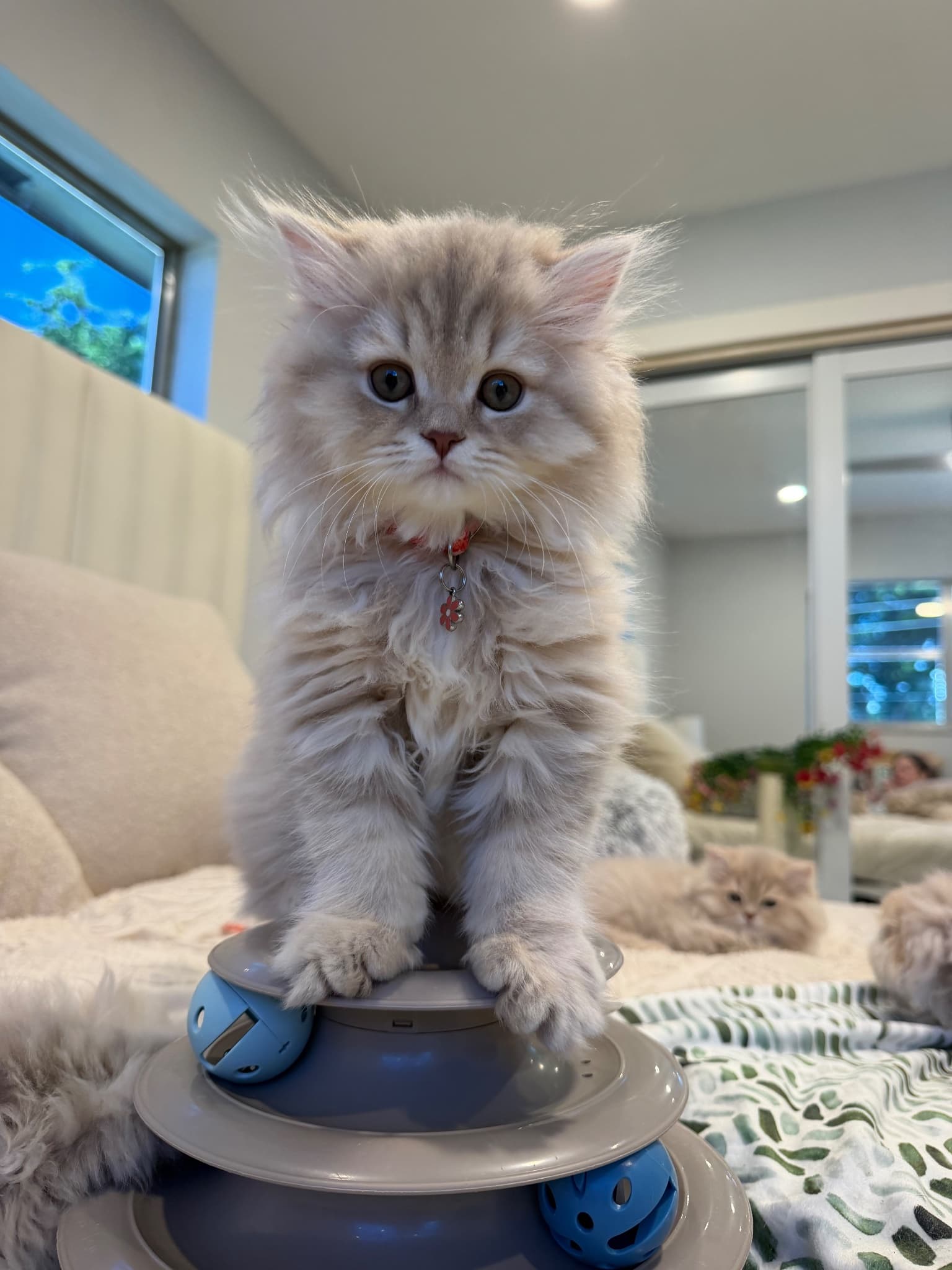 Dawn, a Scottish Straight kitten at Folded Heirs