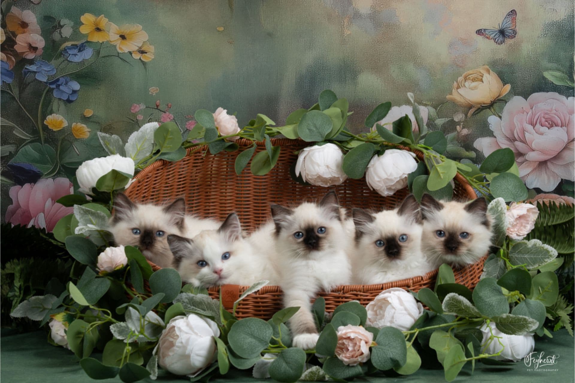 Kitten Around Ragdolls, a verified home cattery