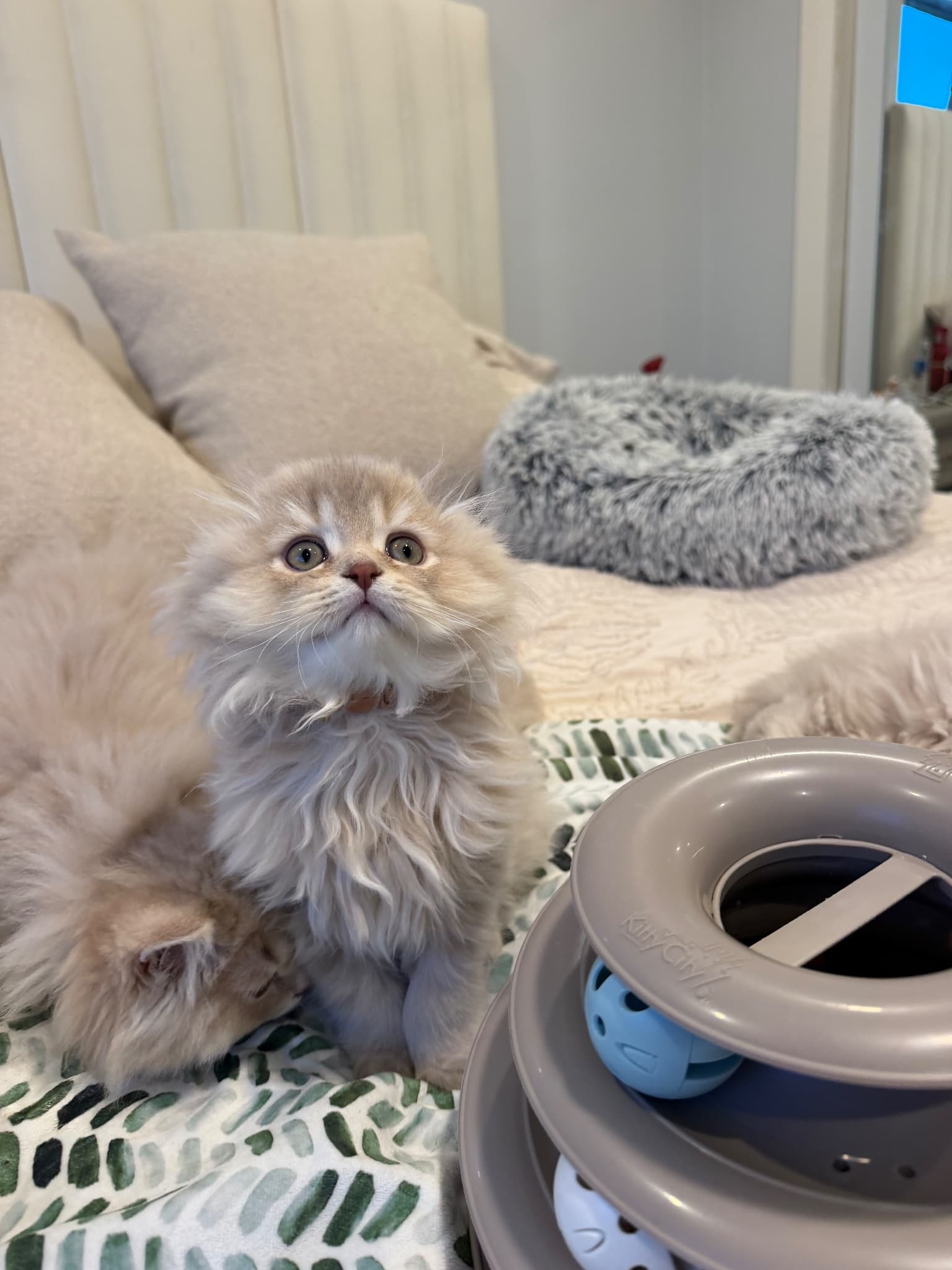 Ember, a Scottish Fold Longhair kitten at Folded Heirs